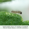 argynnis paphia pyatigorsk larva l1 2